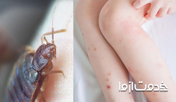 علائم وجود ساس در خانه